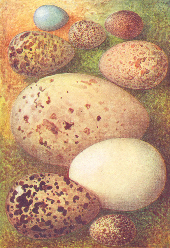 EGGS. Meadow, Tree Pipit; Dunlin; Landrail; Skua; Wigeon 1901 old print